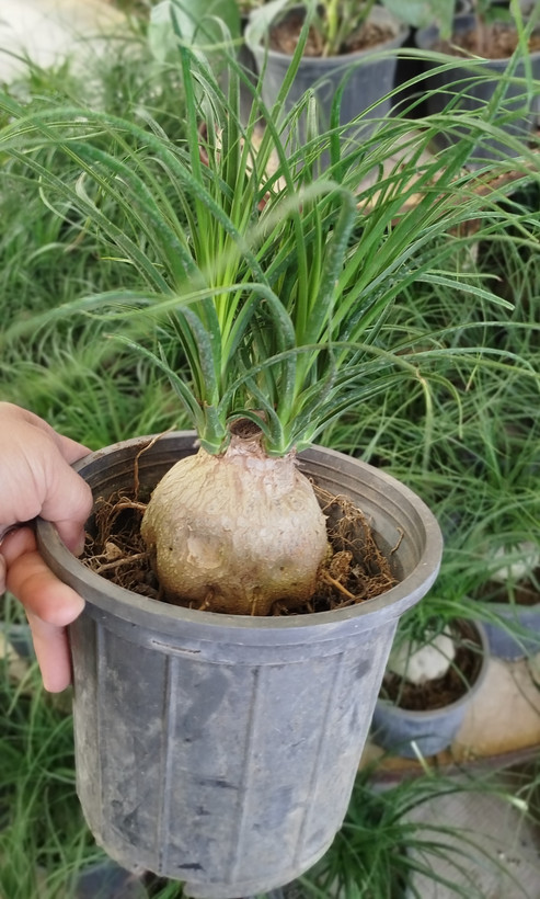 خرید-گیاه-لیندا-Beaucarnea-recurvata-پافیلی-غده-گرد-درشت-گلخانه-گرین-نفس
