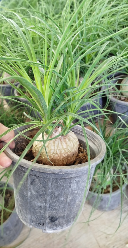 گیاه لیندا | نخل پا فیلی با غده زیبا - گرین نفس 🌴🐘✨