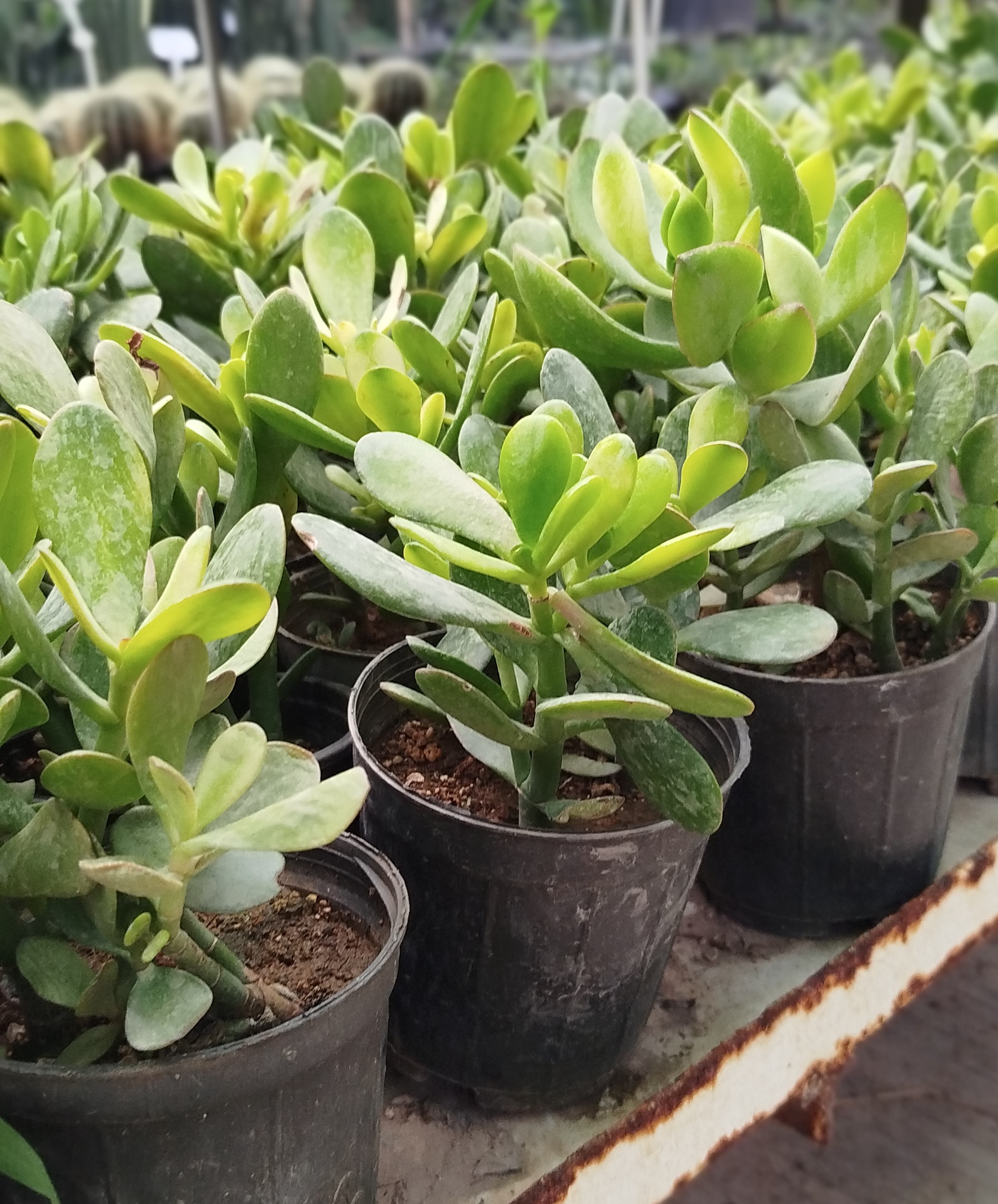 خرید-گیاه-یشم-کراسولا-قاشقی-Crassula-ovata-درخت-پول-ساکولنت-مقاوم-گلخانه-گرین-نفس